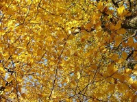 listi: oldrichovice podzim