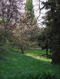 Park v Bílé Lhotě: Magnolie