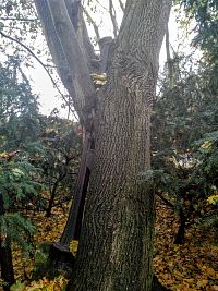 kříž zarostlý do stromu