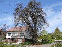 Dřevohostice: Nový dům a starý strom