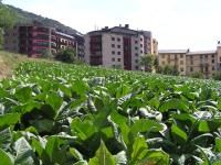 Město Sant Juliá de Lória-tabákové pole ve městě