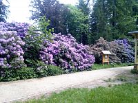 Arboretu Bukovina