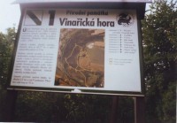 Vinařiská hora: Vinařiská hora