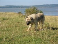 Nebezpeční psi v Rumunsku - mýty a fakta