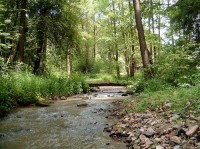 Lučice-potok v lese