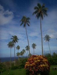 Vanuatu-ostrov Tanna: palmy za denního světla