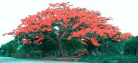 Vanuatu: strom štěstí 