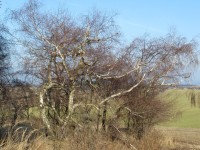 Heřmanov - krásné stromy
