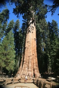 Sequoia