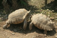 La Vallée des Tortues