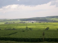 Tea Farms in Kenya