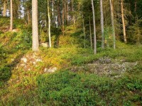 Borovnička: Lesy v okolí II