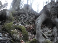 Zkroucené kořeny stromů