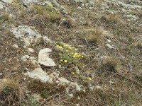 Žluté květy mochny písečné na zatím téměř holé slepencové skále - Horka
