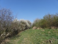 Přírodní památka Vinohrady - 18.4.2012