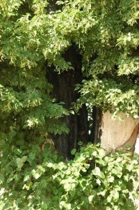 Památná lípa v Chotěborkách: Dutina ve stromě po zásahu bleskem