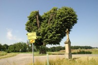 Strom v Chotěborkách