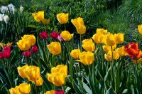 Tulipány v Průhonicích