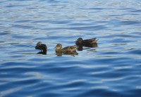 kachny na jezeře Loch Lomond