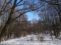 lesopark v zimě