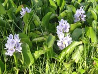Honduras Roatan podobné hyacintům