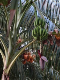 Honduras Roatan banány a kokosy
