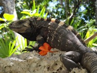 Honduras Roatan iguana
