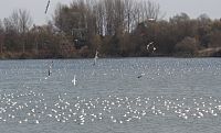 ptáci na Vrbickém jezeře