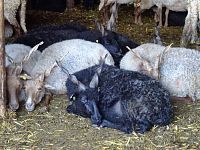 rohaté ovce - račky