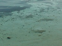 Maledivy žraloci
