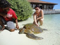Maledivy Faru probíhala záchranná akce želvy