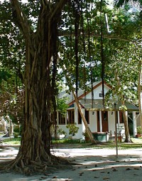Maledivy Faru strom, v pozadí muslimská motlitebna
