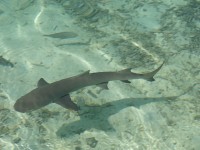 Maledivy žraloček
