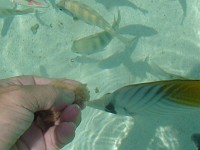 Maledivy ryby žerou přímo z ruky