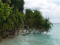 Maledivy Kuda Bandos příroda na neob.ostrově