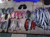 Maledivy Male rybí trh