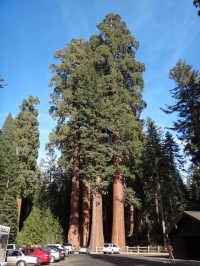 Sequoia NP