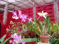 Peradenyia orchideje