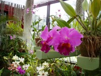 Peradenyia orchideje