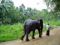 Pinnawala slon a jeho mahout