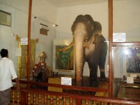 Kandy muzeum slona