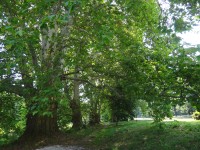 Šilheřovice krásné stromy v parku