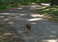 Šilheřovice v parku potkáte i zajíce