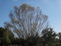 Věřňovice strom