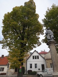 Starý Jičín památný strom a kašna s andělem