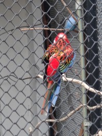 Bohumín park papoušci