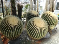obří kaktusy