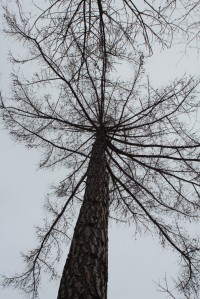 V koruně stromu
