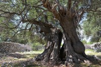 Lunské olivovníky