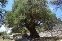 Lunské olivovníky